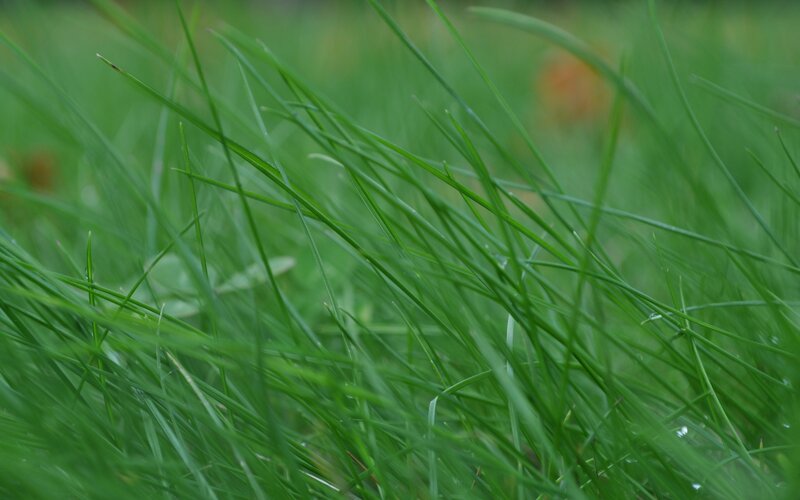 Close-up of green grass