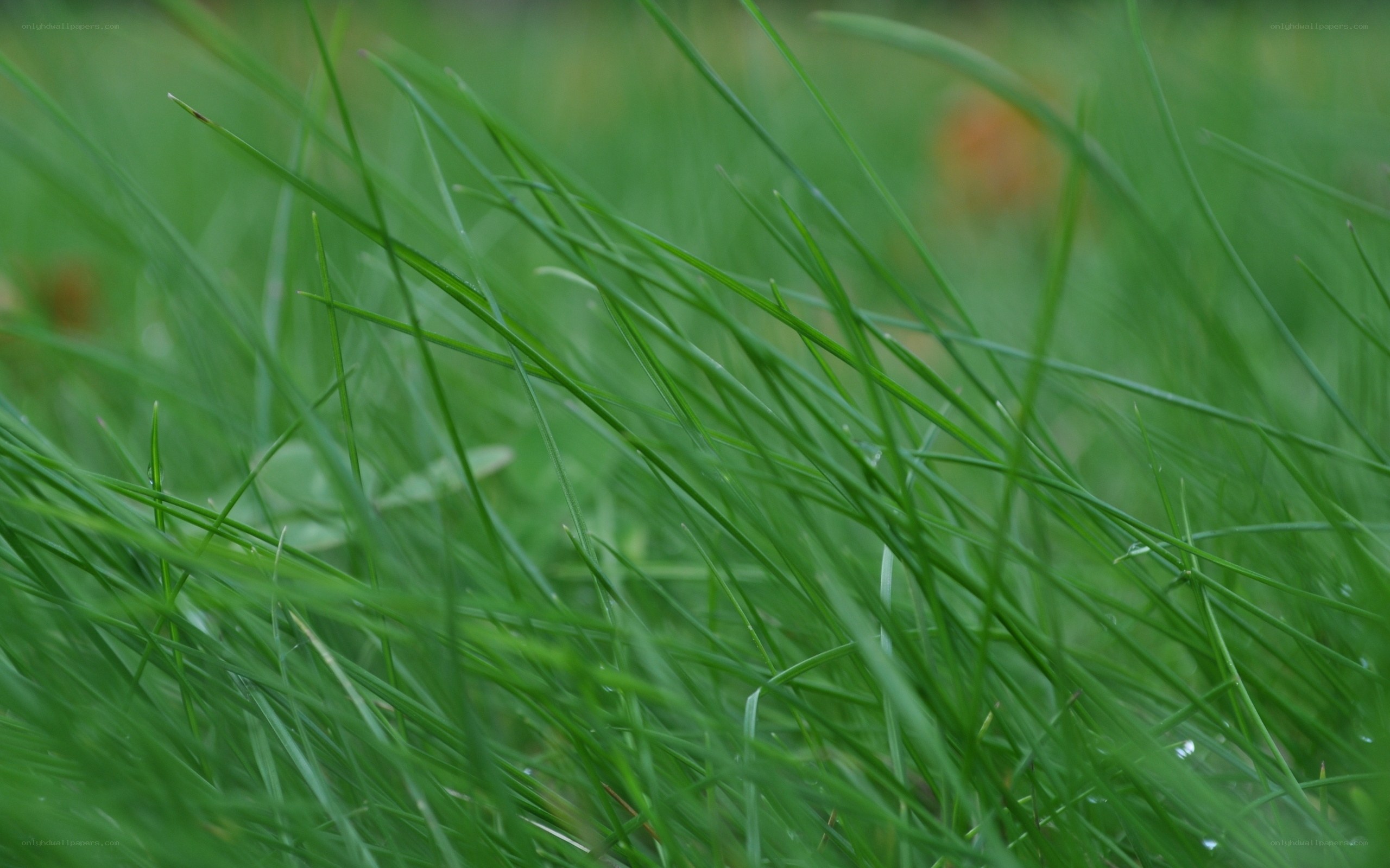 Close-up of green grass