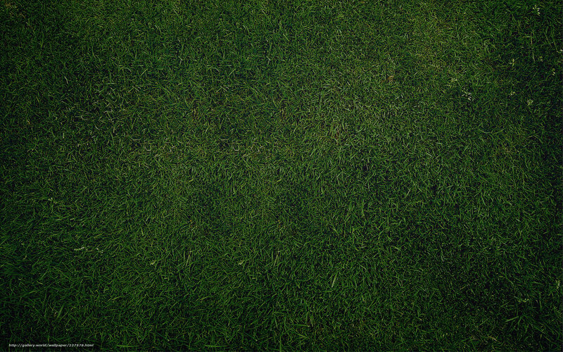 close-up of green grass