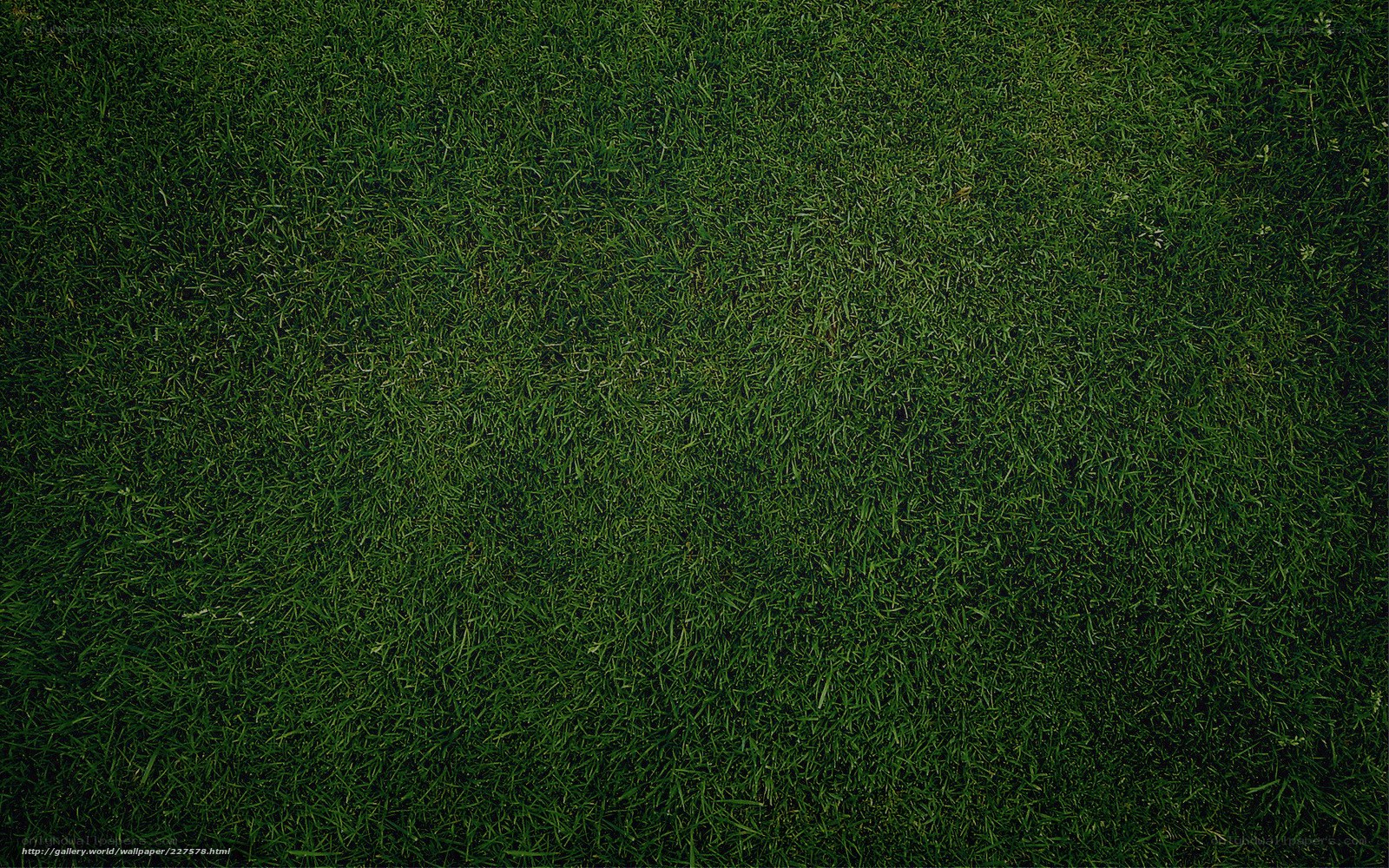 close-up of green grass