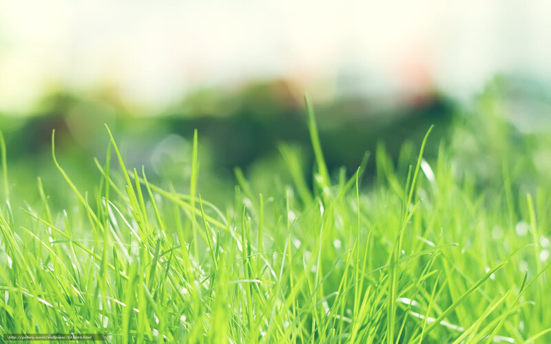 Close-up of green grass