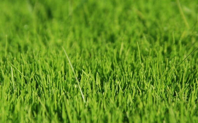 Close-up of green grass