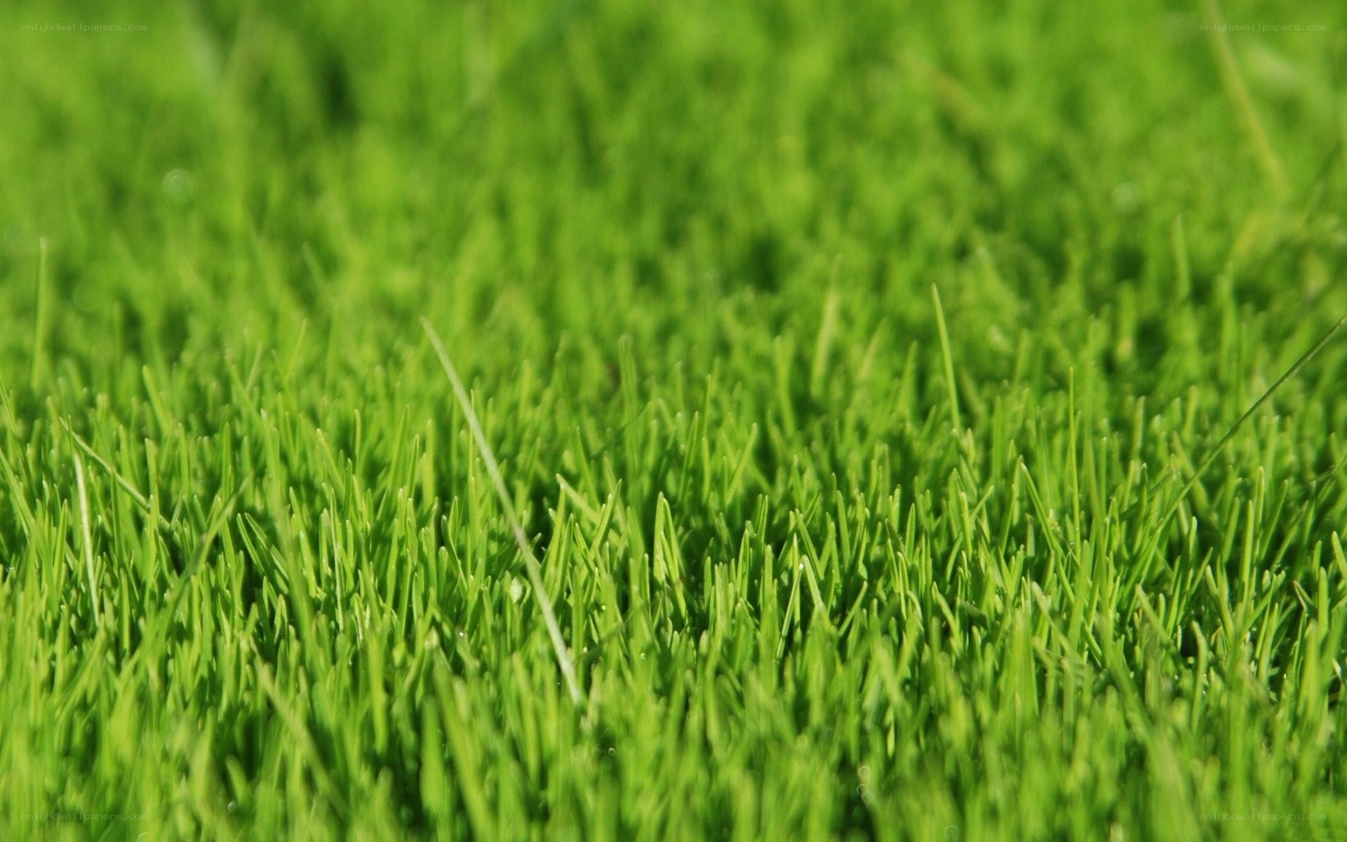 Close-up of green grass