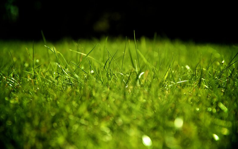 Close-up of green grass