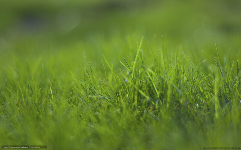 Close-up of green grass