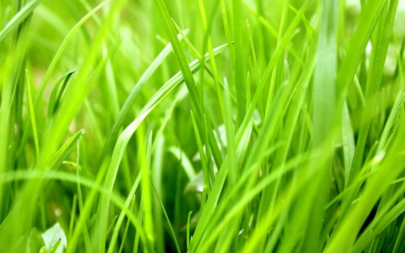 Close-up of green grass