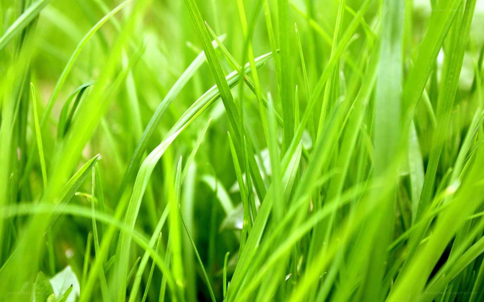 Close-up of green grass