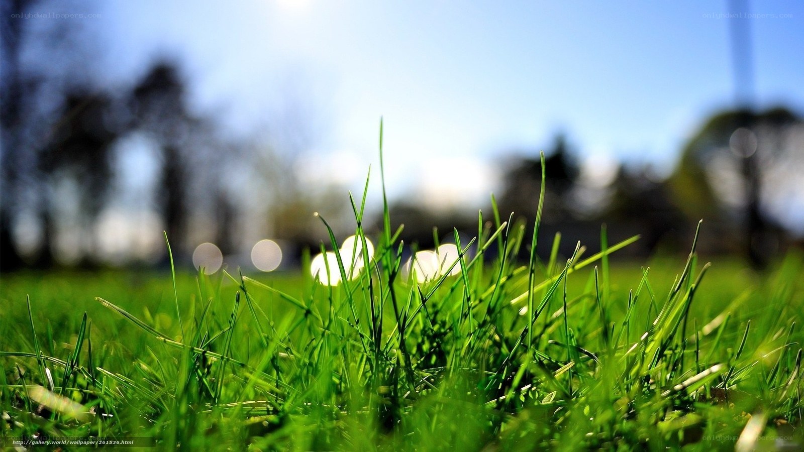 Close-up of green grass