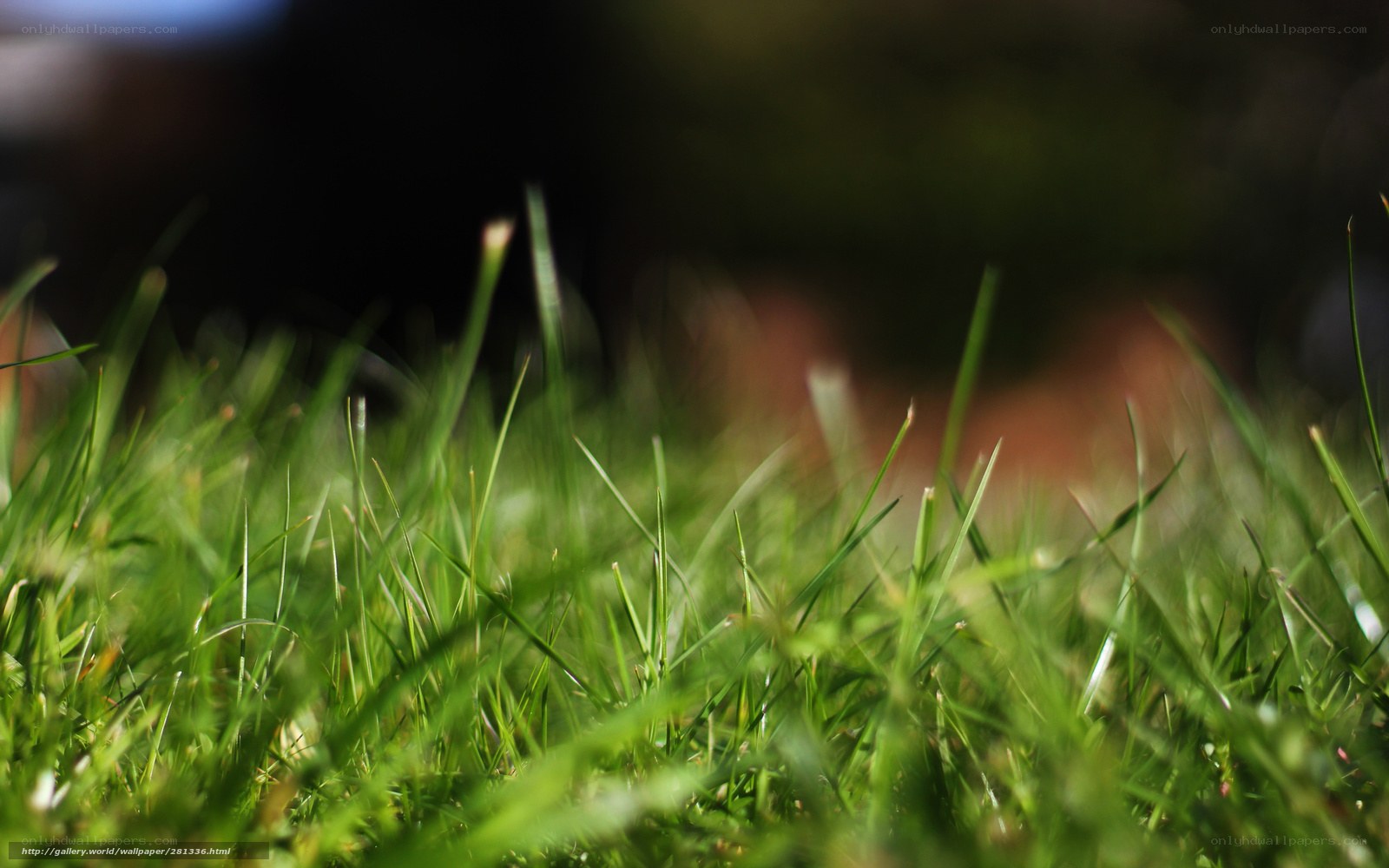 Close-up of green grass