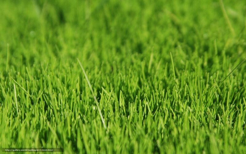 Close-up of green grass