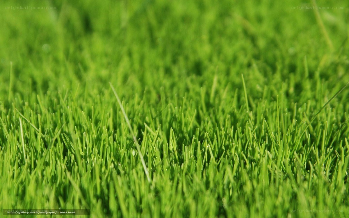 Close-up of green grass
