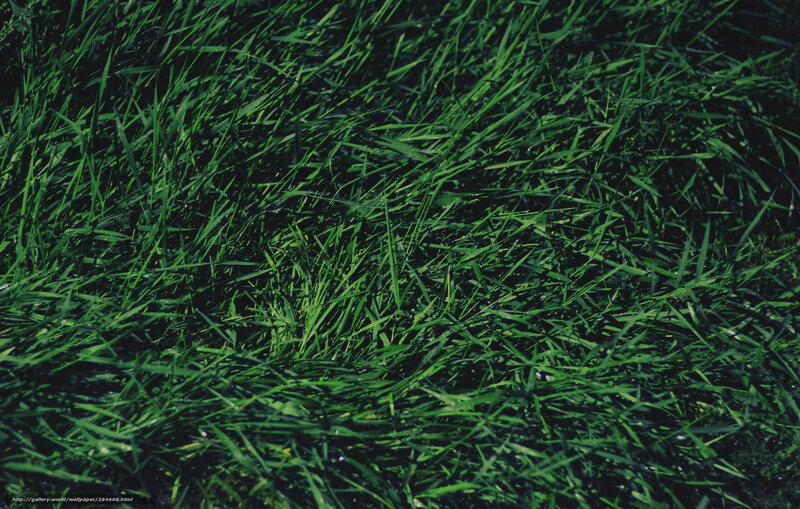 Close-up of green grass