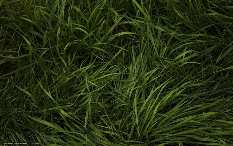 Close-up of green grass