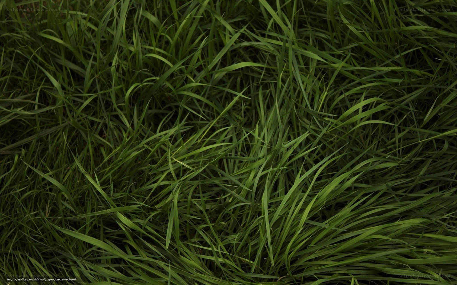 Close-up of green grass