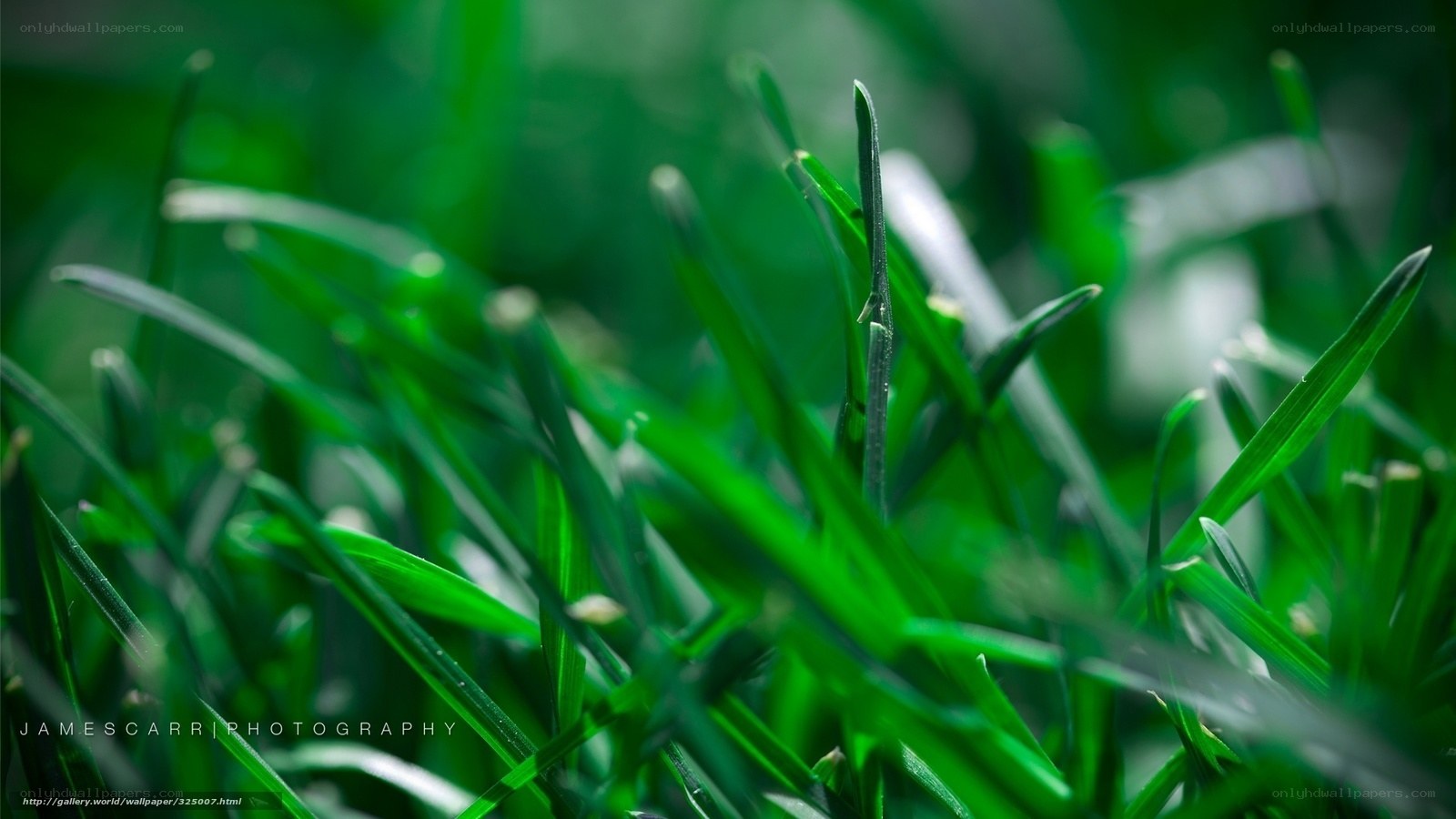 Close-up of green grass