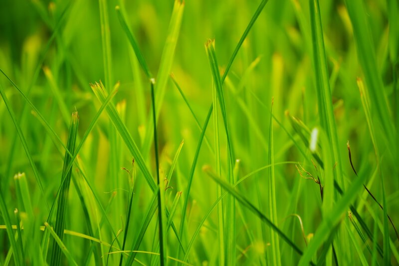 Close-up of green grass