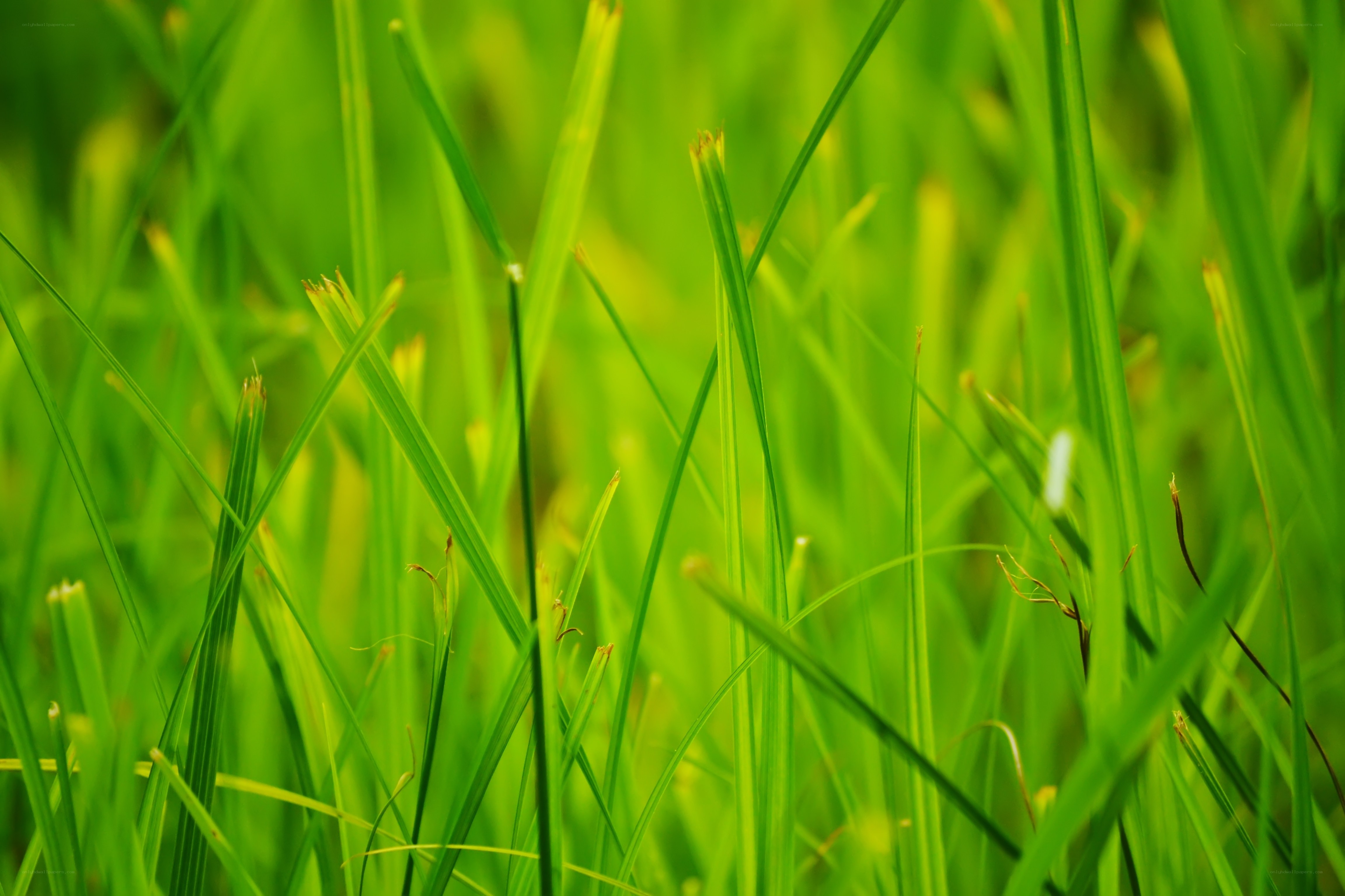 Close-up of green grass