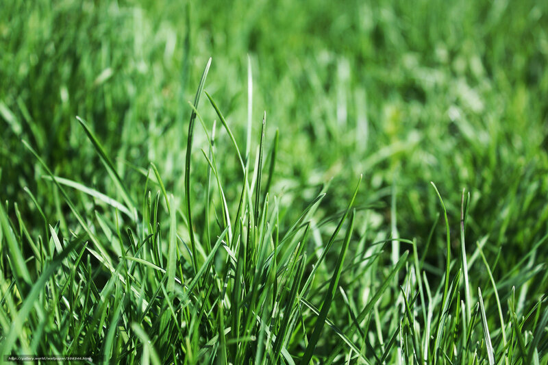 Close-up of green grass