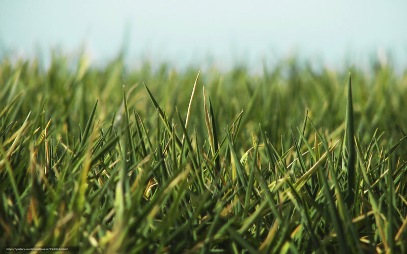 Close-up of green grass