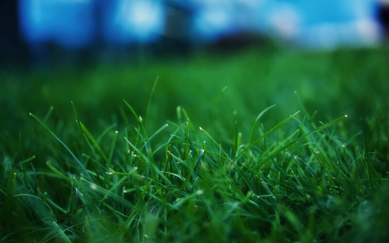 Close-up of green grass