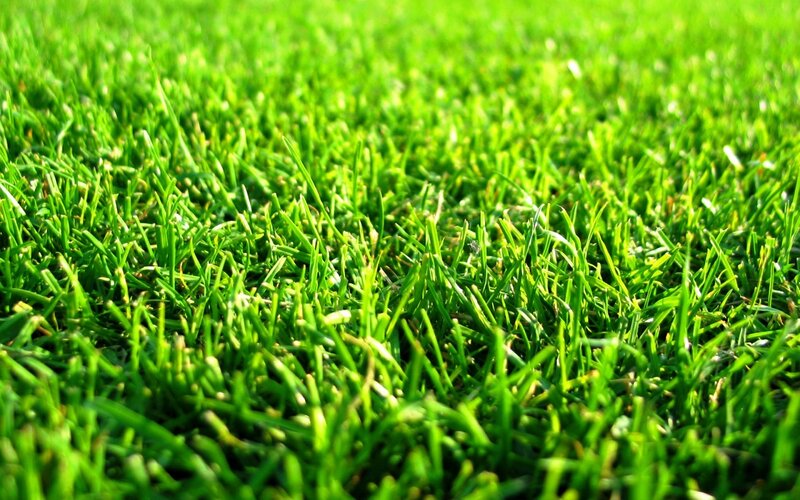 close-up of green grass
