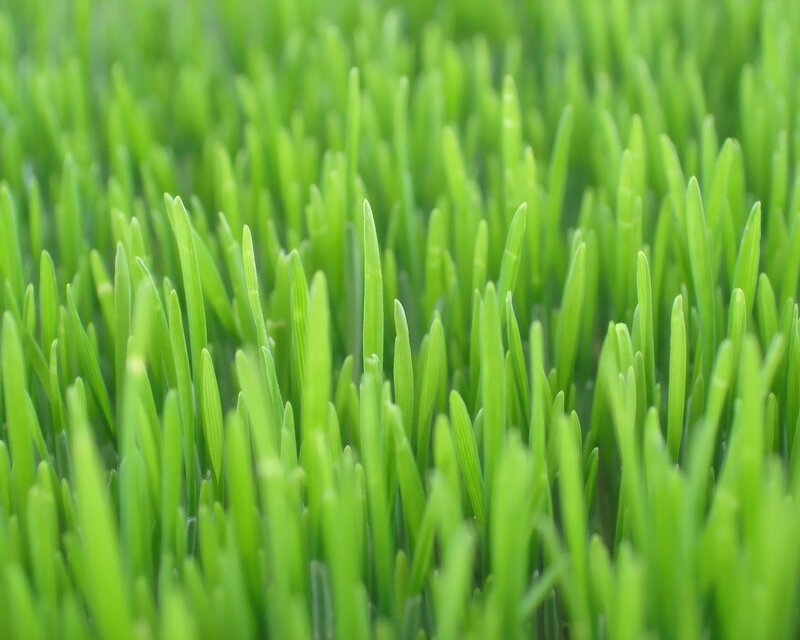 close-up of green grass