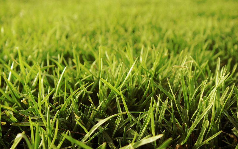 Close-up of green grass