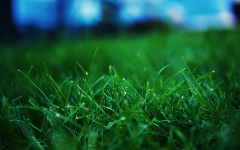 Close-up of green grass