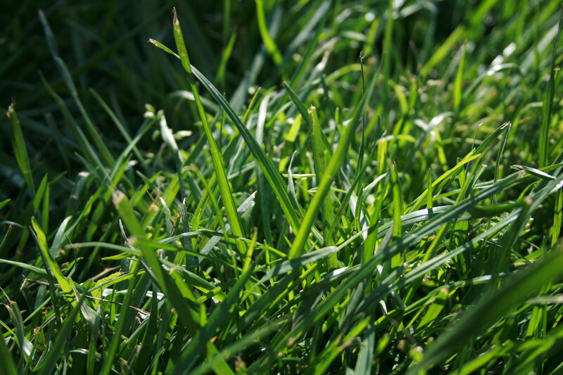 Close-up of green grass