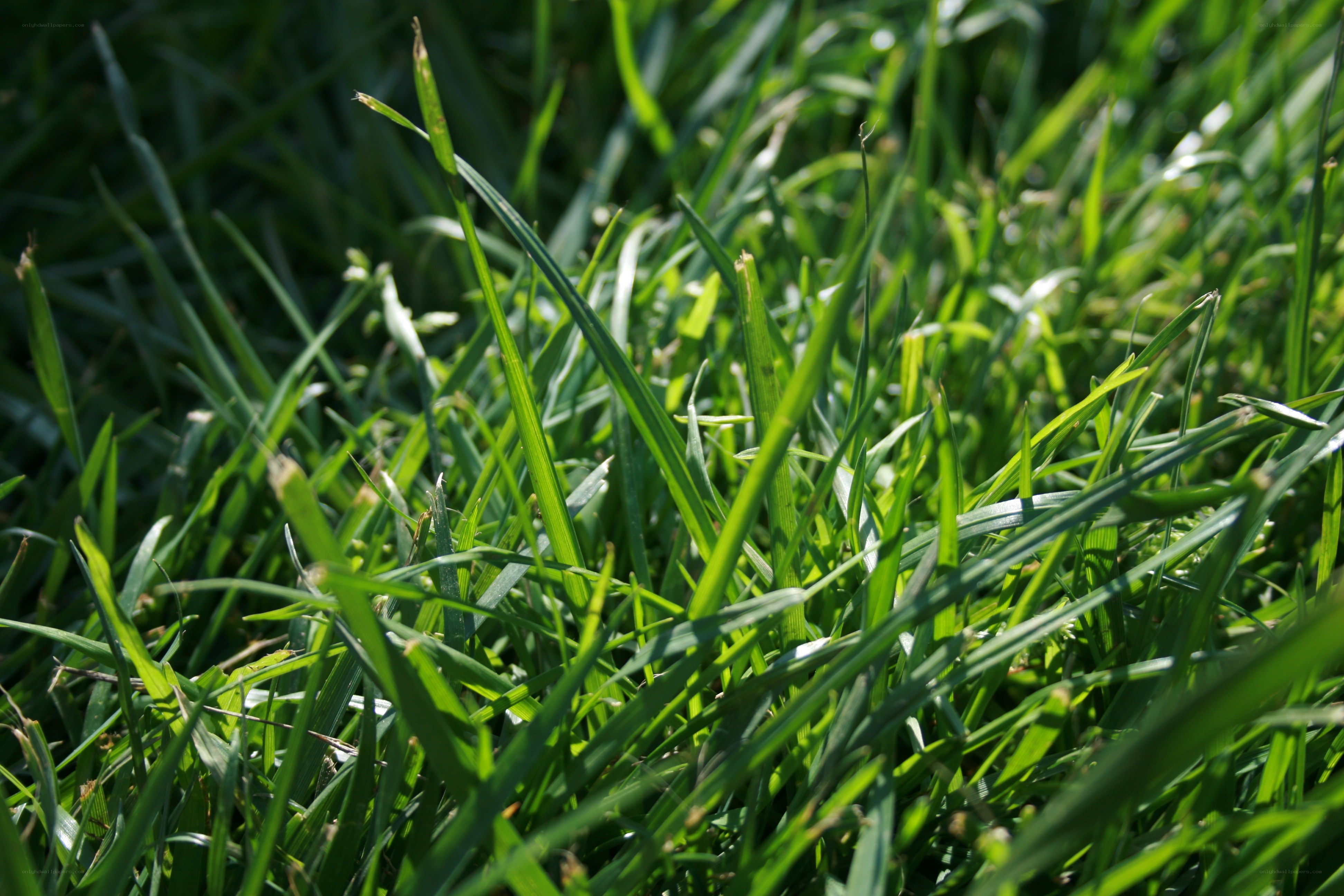 Close-up of green grass