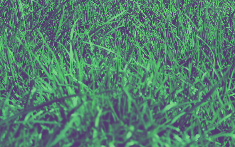 close-up of green grass