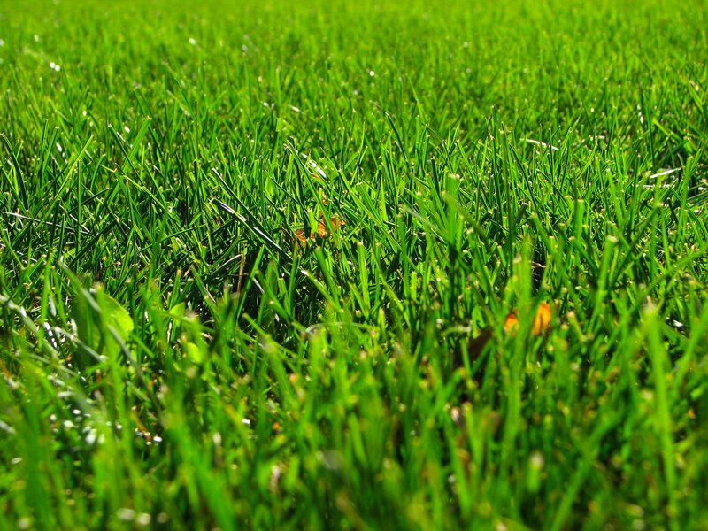 Close-up of green grass