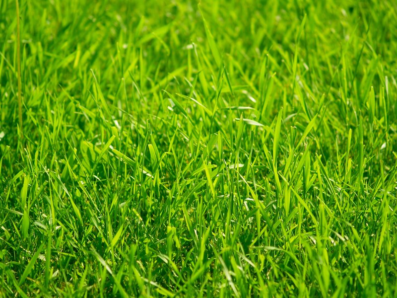 Close-up of green grass