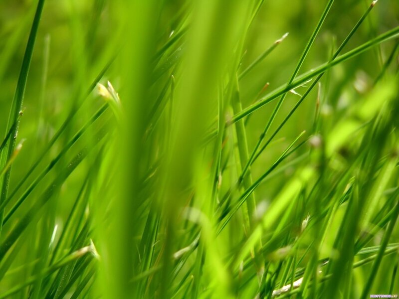 Close-up of green grass
