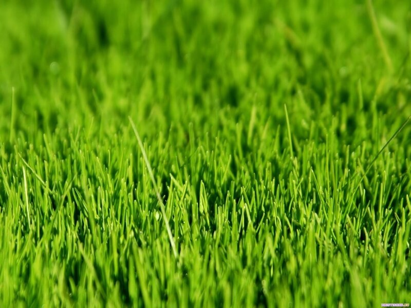 Close-up of green grass