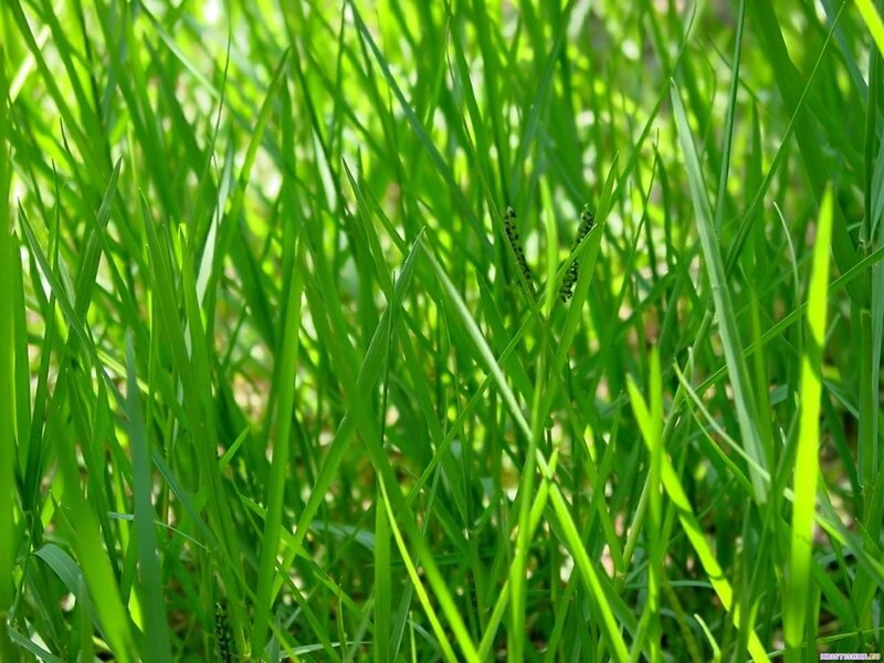 Close-up of green grass