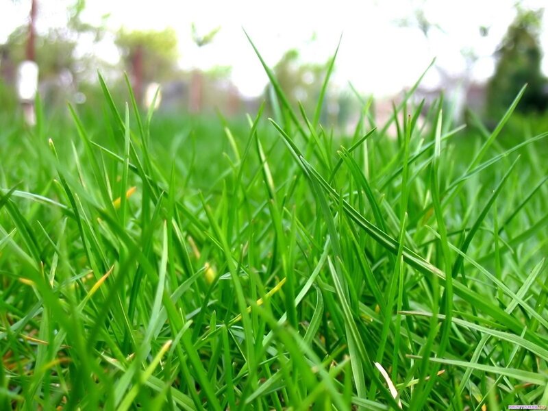 Close-up of green grass
