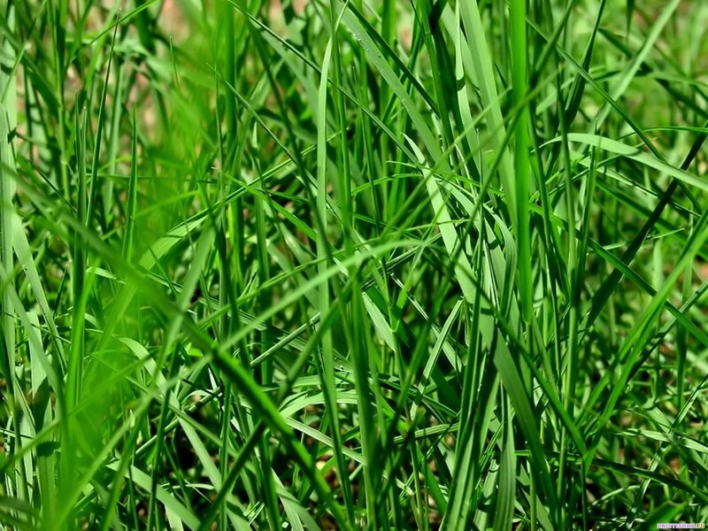Close-up of green grass
