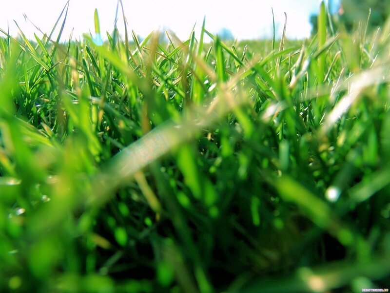 Close-up of green grass