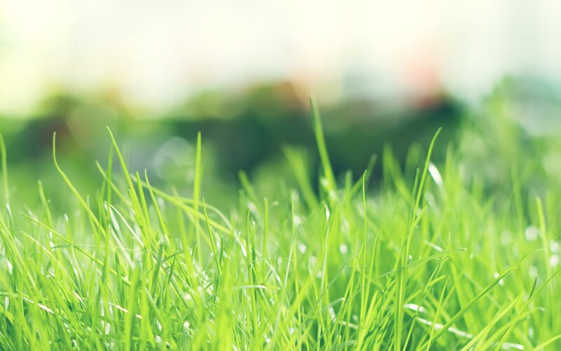 Close-up of green grass