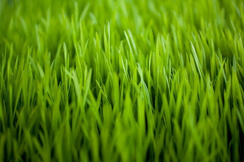 Close-up of green grass