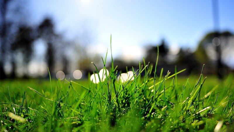 Close-up of green grass