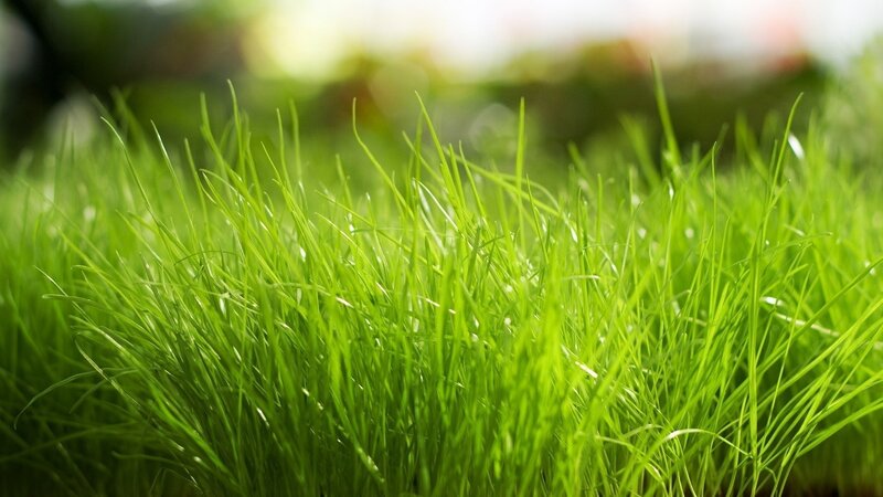 Close-up of green grass