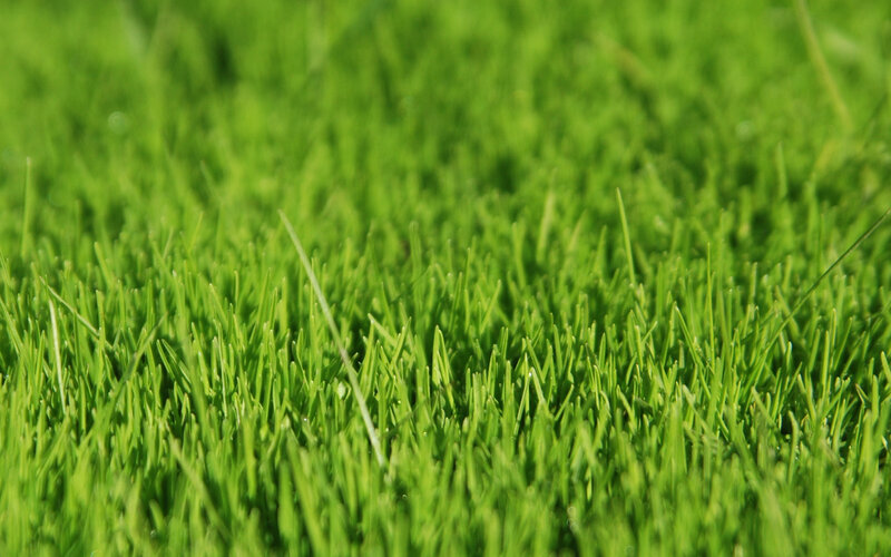 Close-up of green grass