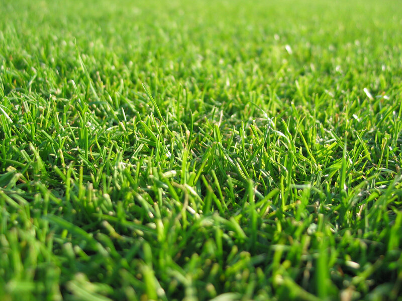 close-up of green grass