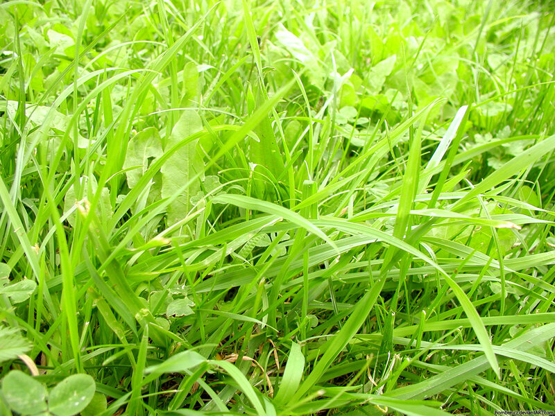 close-up of green grass