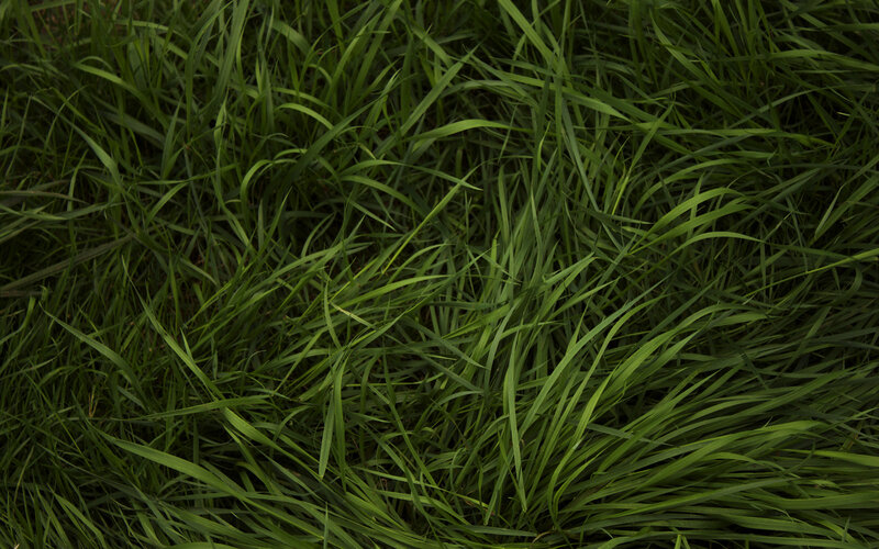 close-up of green grass