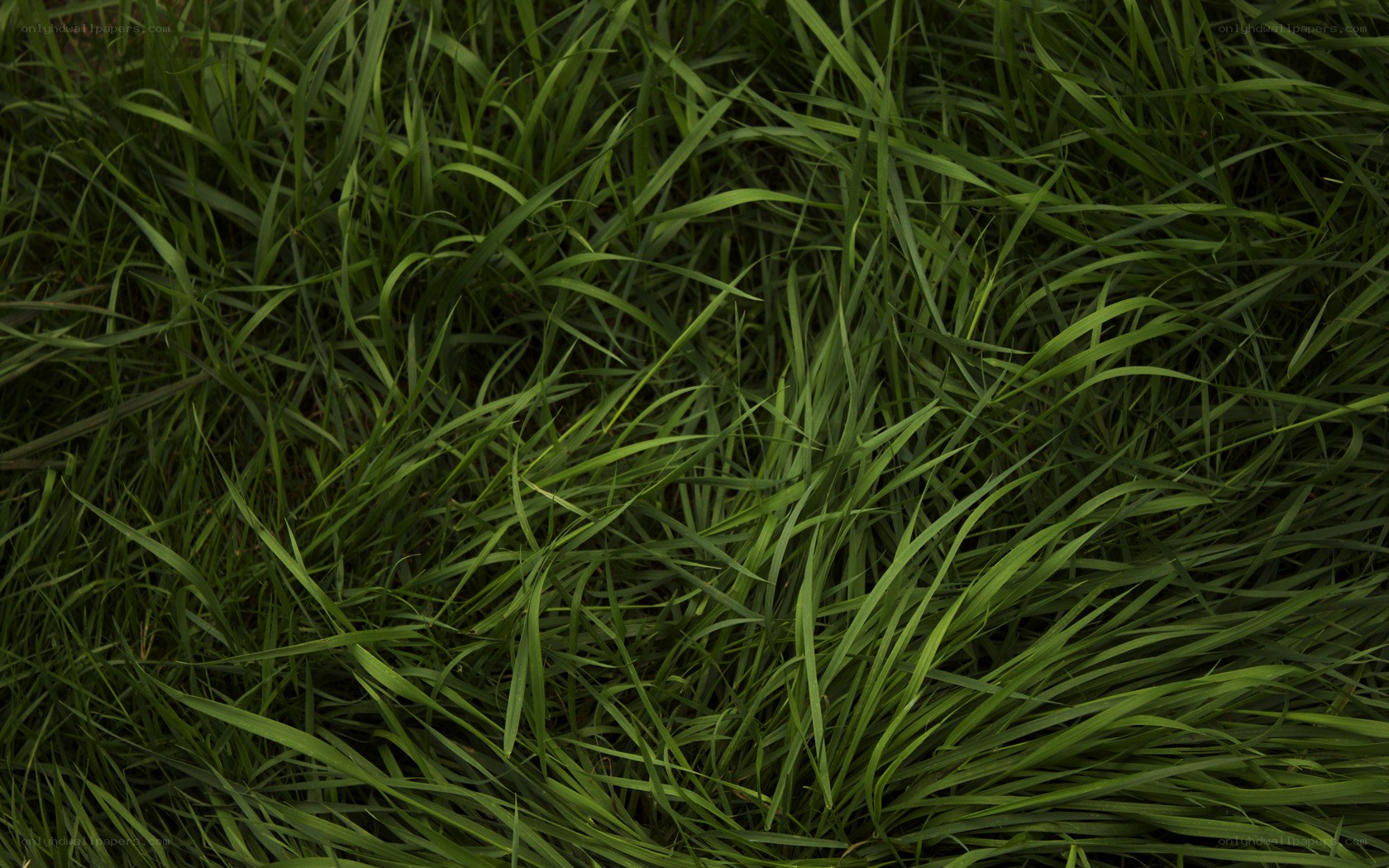 close-up of green grass