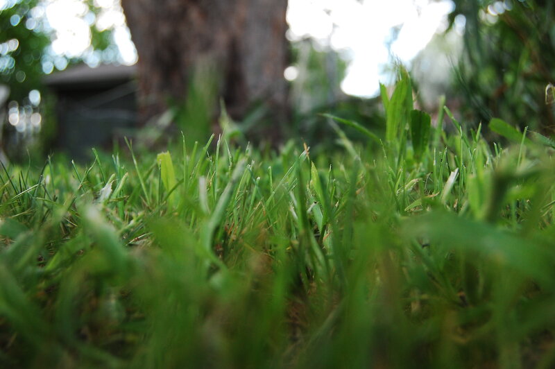 close-up of green grass