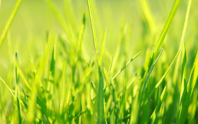 Close-up of green grass